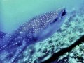 Whale shark feeding